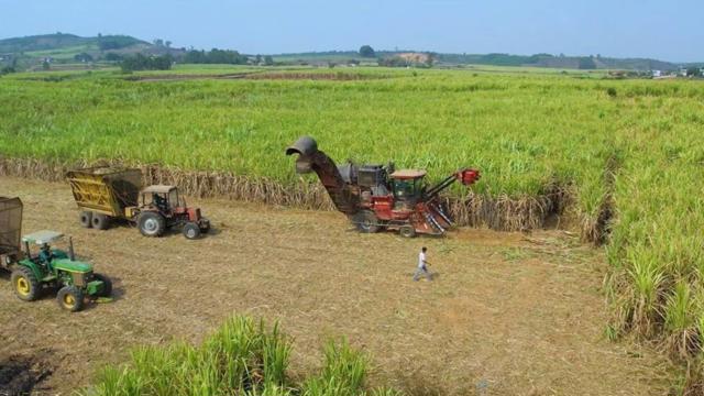 Ngành mía đường Việt Nam đang hồi sinh, lần đầu tiên năng suất đường vươn lên vị trí số 1 khu vực